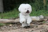 BICHON FRISE 154